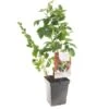 Fruit Kwartet (Ribes / Rubus Fruit Kwartet - Draag), In Pot -Tuin Verkoop fruit kwartet ribes rubus fruit kwartet draag 1500x1500 623c768ec3eff l