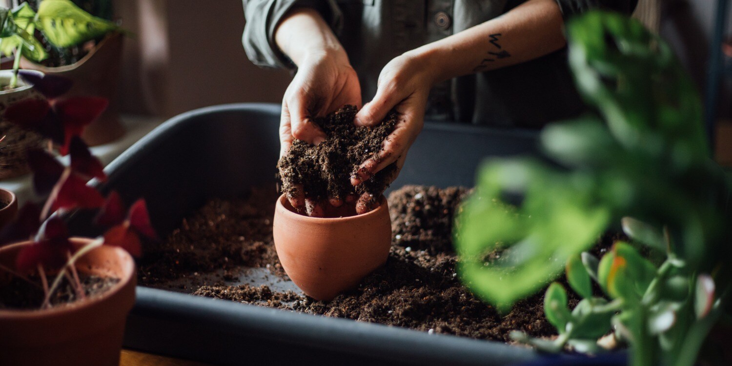 Tuin Verkoop -Tuin Verkoop hoe vaak zou je de potgrond van je plant moeten vervangen
