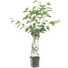 Kersenboom Wonder Tree Lapins 1 Kersenboom Wonder Tree Lapins -Tuin Verkoop kersenboom wonder tree lapins 1500x1500 624ecce6343ee l