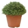 Lavendel, In 35cm-pot -Tuin Verkoop lavendel in 35cm pot 800x800 622735622b68f l