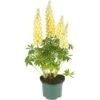 Lupine, In 23cm-pot -Tuin Verkoop lupine in 23cm pot 1000x1000 627b6e69acd34 l