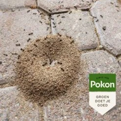 Pokon Tegen Mieren Korrels 400gr -Tuin Verkoop pokon tegen mieren korrels 400gr 1000x1000 6221fb52c5ede l