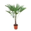 Winterharde Palm 150cm Hoog, In 35cm-pot -Tuin Verkoop winterharde palm 150cm hoog in 35cm pot 1000x1000 6255853d235f6 l