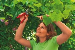 WOLF-Garten Aambeeld Snoeischaar Comfort Plus RS2500 -Tuin Verkoop wolf garten aambeeld snoeischaar comfort plus rs2500 1619177787 1 l